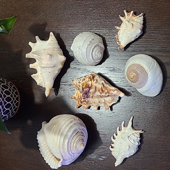 Seashells Large decor Beach lover ocean love Shells 7 piece in all cream tan sea - Picture 4 of 8